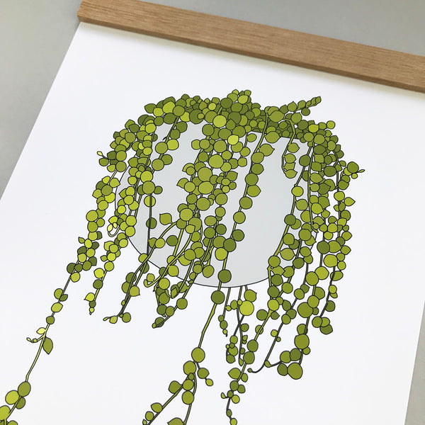 String Of Pearls Plant Print