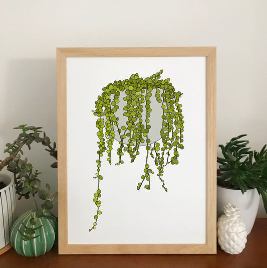 String Of Pearls Plant Print