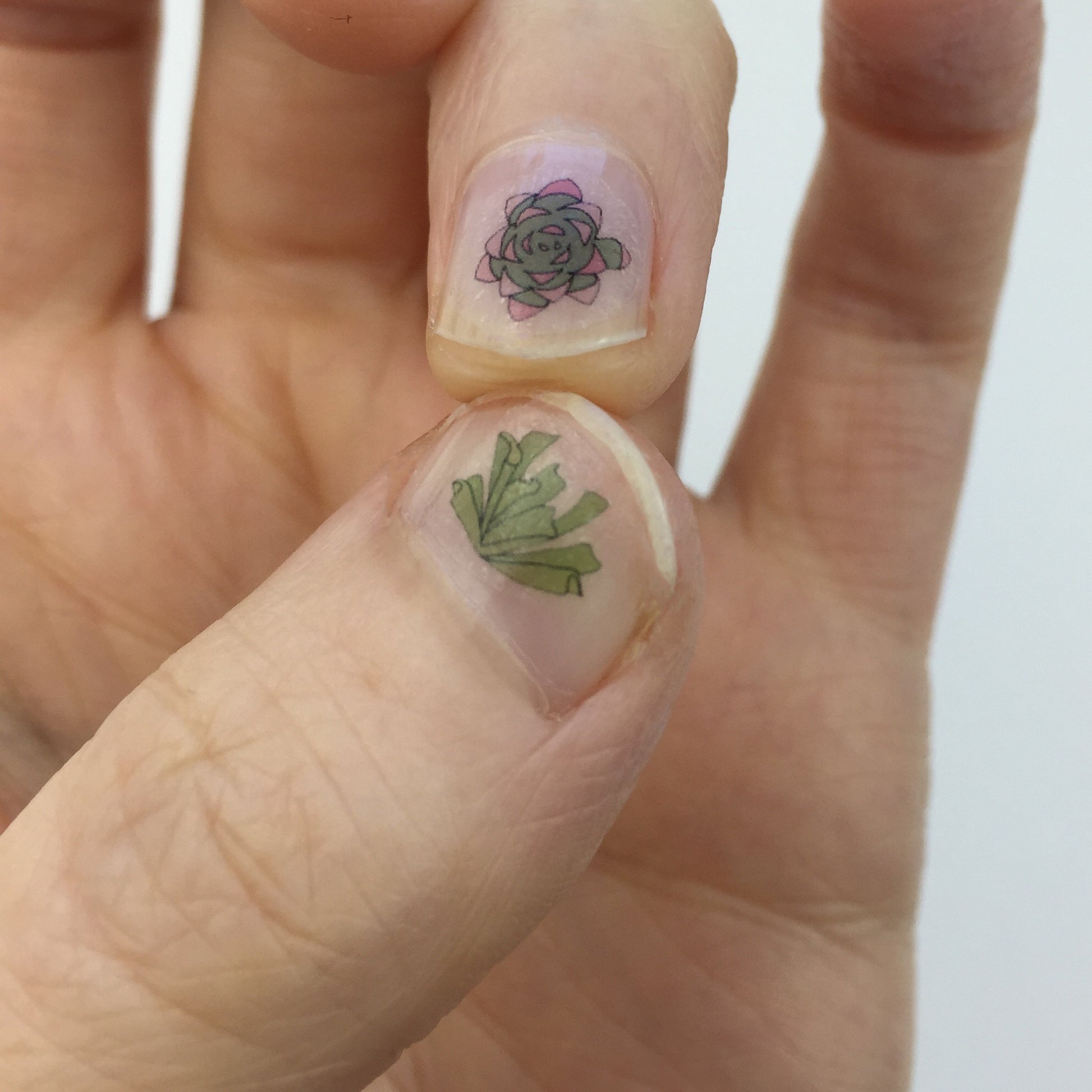 Succulent Nail Art Transfers - katebroughton
