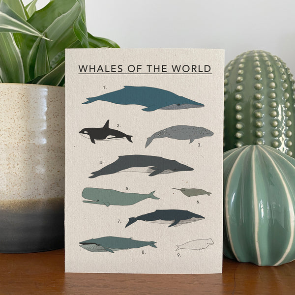 Whales of the World Illustrated Card