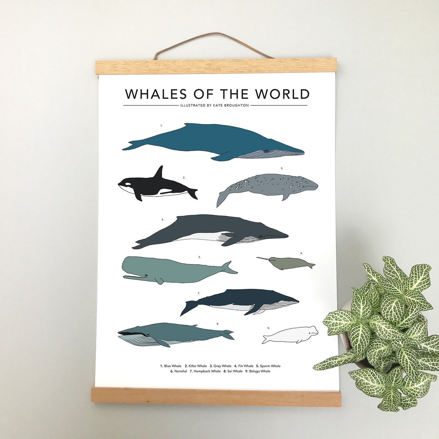 Whales Of The World Print - katebroughton
